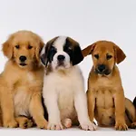 Hotell Cavalieri Del Tau Altopascio